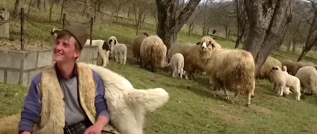 Ireal cu ce FRUCT „exotic” a ajuns un cioban român să-și hrănească oile chiar pe câmp. Imaginile au devenit virale pe internet