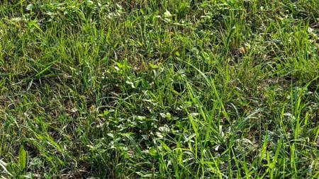 Iluzie optică virală | În această poză se ascunde un șarpe. Găsește-l în 6 secunde!