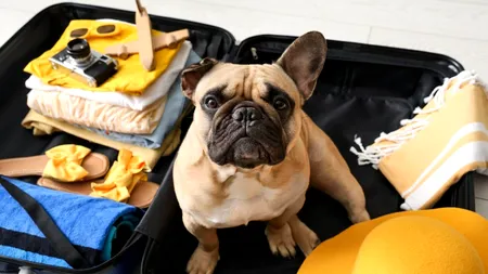 Vacanțe fără stres pentru iubitorii de animale. Un mare aeroport din Europa inaugurează primul HOTEL de lux pentru câini. Cât cost o noapte de cazare