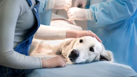 Studiu: Condițiile de înființare a cabinetelor veterinare sunt mai restrictive decât cele umane, la fel și firmele de contabilitate. Propunerea Consiliului Concurenței