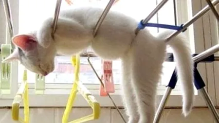 GALERIE FOTO. Pisicile chiar dorm oriunde