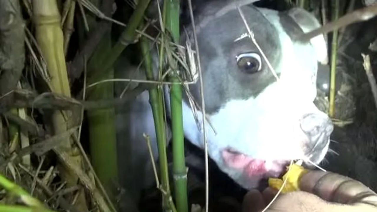 Au plecat să salveze o cățelușă abandonată, însă au avut o surpriză când au găsit-o. De ce se ascundea 