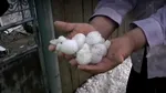 Apel UMANITAR pentru cetățenii din Burila Mare, acolo unde a căzut grindina „cât oul”. Prăpăd lăsat în urmă, după furtuna „apocaliptică” / Anunț ANM
