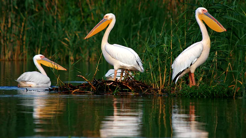 Gripă aviară, depistată la o specie de pelicani din Delta Dunării