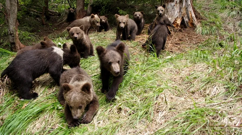 FOTO. Cum au fost salvați toți acești pui de urși bruni