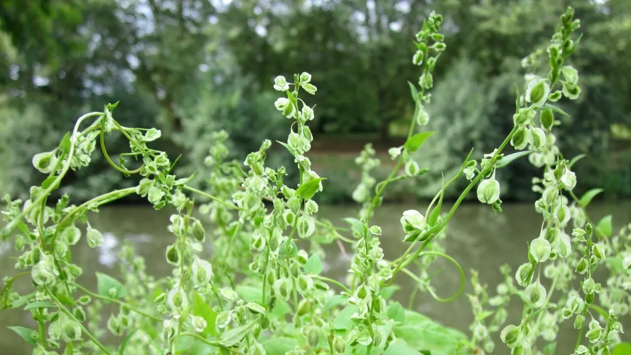 Planta devenită coşmarul celor care vor să vândă o casă. Scade valoarea proprietăţii