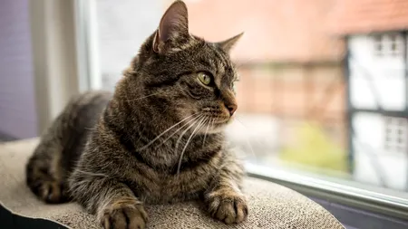 Cea mai scumpă adopție din istorie. Un bărbat riscă o amendă de 300.000 de euro din cauza pisicii sale