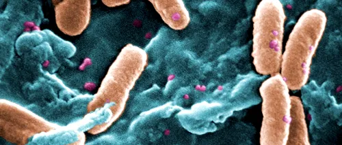 Super-bacteria pe care n-o ucide niciun antibiotic 