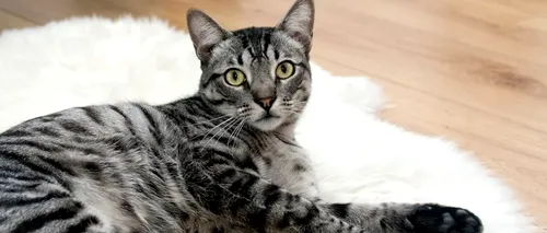 VIDEO | Momentul emoționant în care o pisică își întâmpină stăpânul la venirea acasă