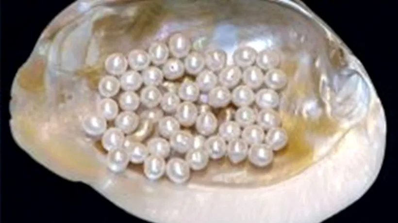 Cea mai veche perlă din lume, datând din urmă cu 7.500 de ani, descoperită în Emiratele Arabe Unite