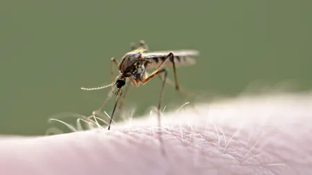 A CRESCUT numărul de infectări cu virusul West Nile. Anunțul Institutului Naţional de Sănătate Publică