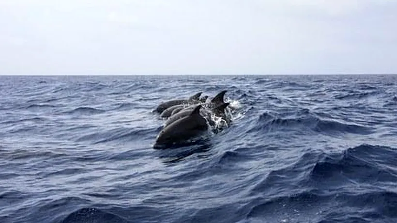 Mai mulți delfini din Marea Neagră, răniți din cauza poluării fonice, pe fondul războiului din Ucraina