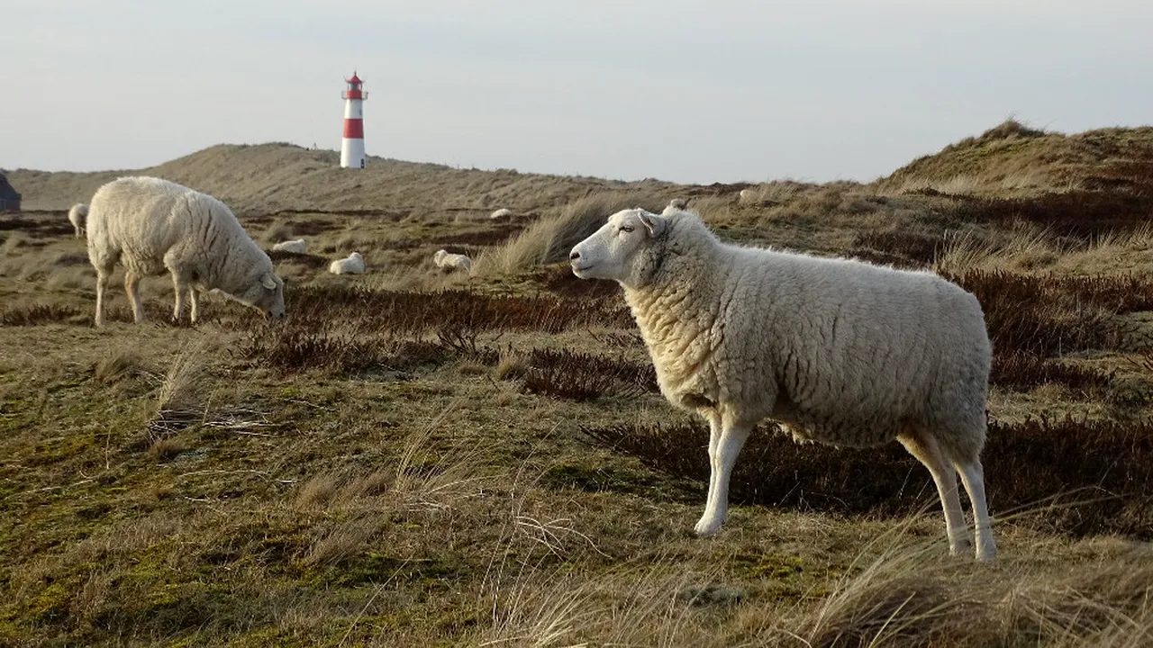 Zeci de oi au fost furate dintr-un saivan din județul Sibiu