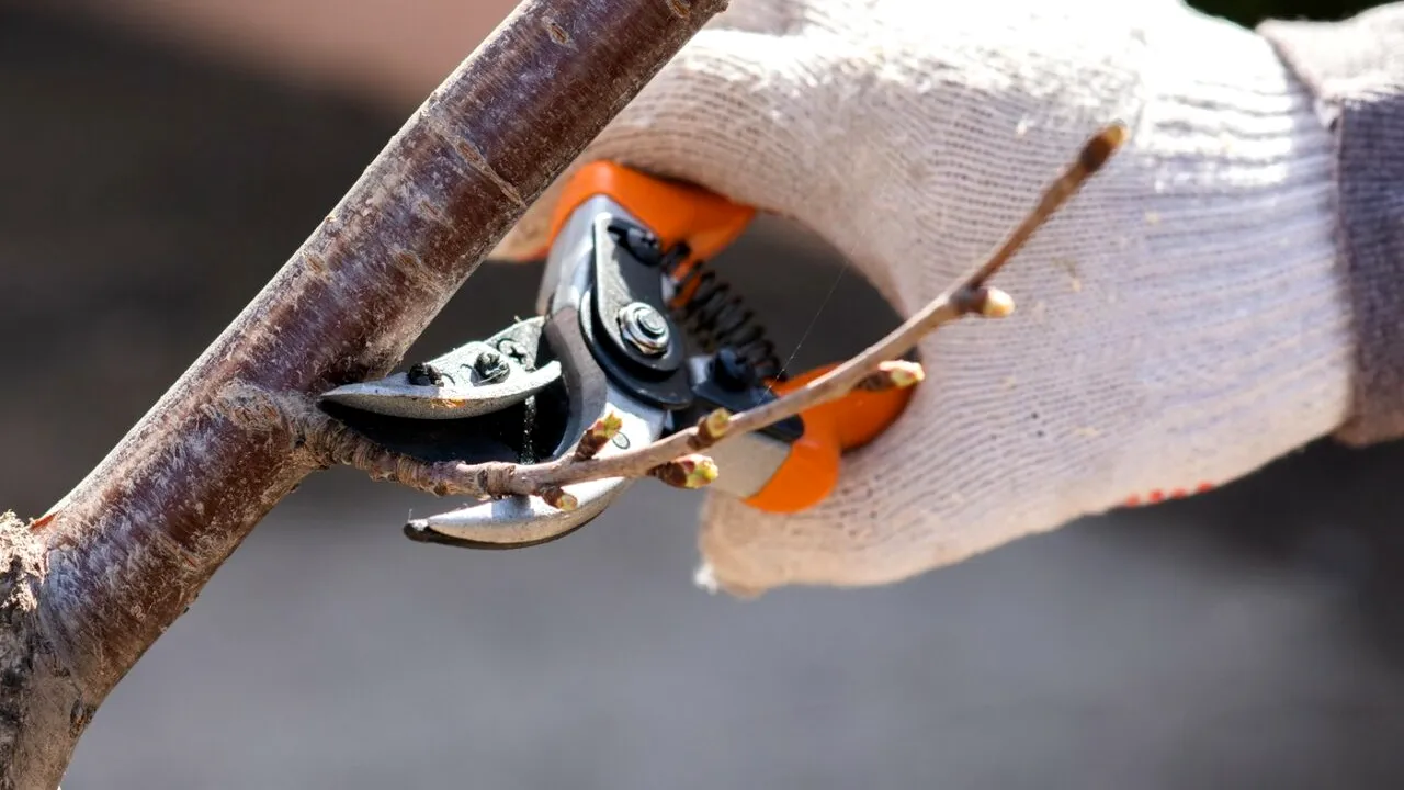 Când se TUND, de fapt, pomii fructiferi. Greșeala făcută de mulți români