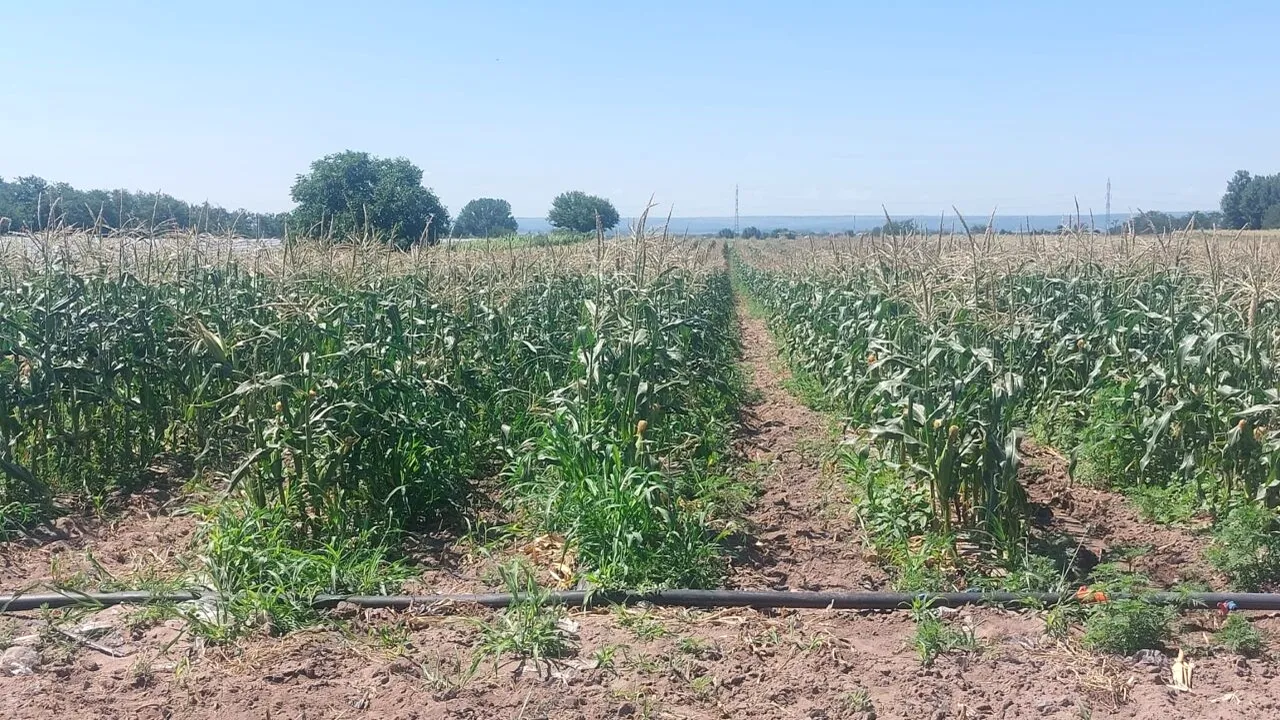 Pepenii de Dăbuleni, înlocuiți cu porumbul zaharat