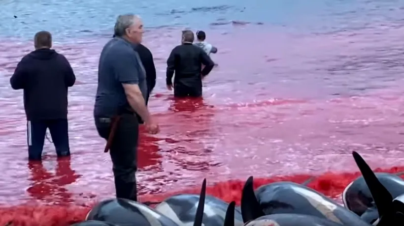 VIDEO | „Mare de sânge” în Insulele Feroe. 1.500 de delfini, masacrați în vânătoarea tradițională