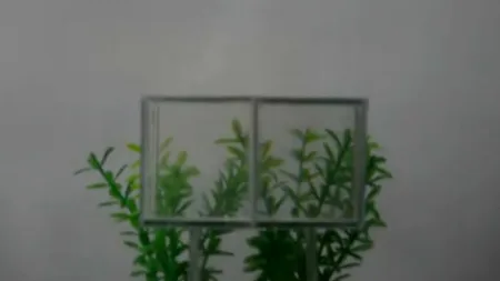 O pisică și un pește au 