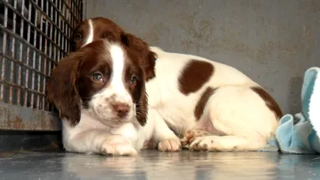 Ce efecte au temperaturile atipice de iarnă asupra animalelor