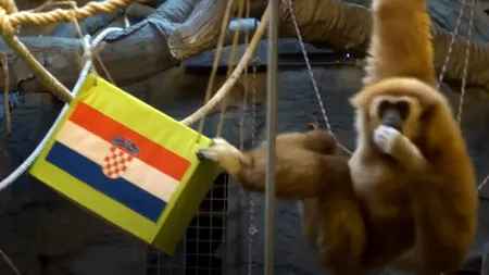 Un gibon de la Grădina Zoologică din Zagreb prezice victoria Croației în fața Argentinei: „Știe despre ce vorbește”