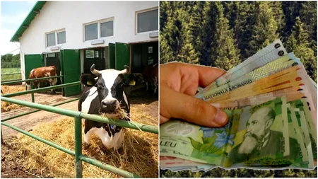 Fermierii nu vor mai primi subvenții pentru aceste animale. Ministrul Agriculturii a făcut anunțul