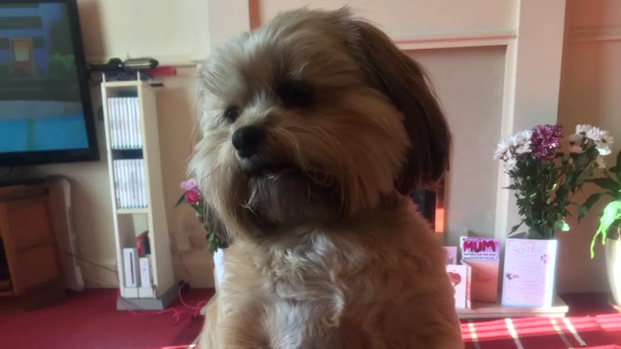 Cum arată acest simpatic cățel după ce a mâncat tot curcanul pentru masa de Crăciun a stăpânilor