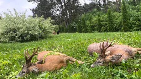 O asociație de vânătoare se laudă pe Facebook că a împușcat „doi căpriori superbi”. REACȚIILE internauților