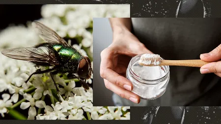 Ingredientul banal din bucătărie care îți poate salva curtea de invazia MUȘTELOR. Având proprietăți antifungice, poate extermina toate larvele