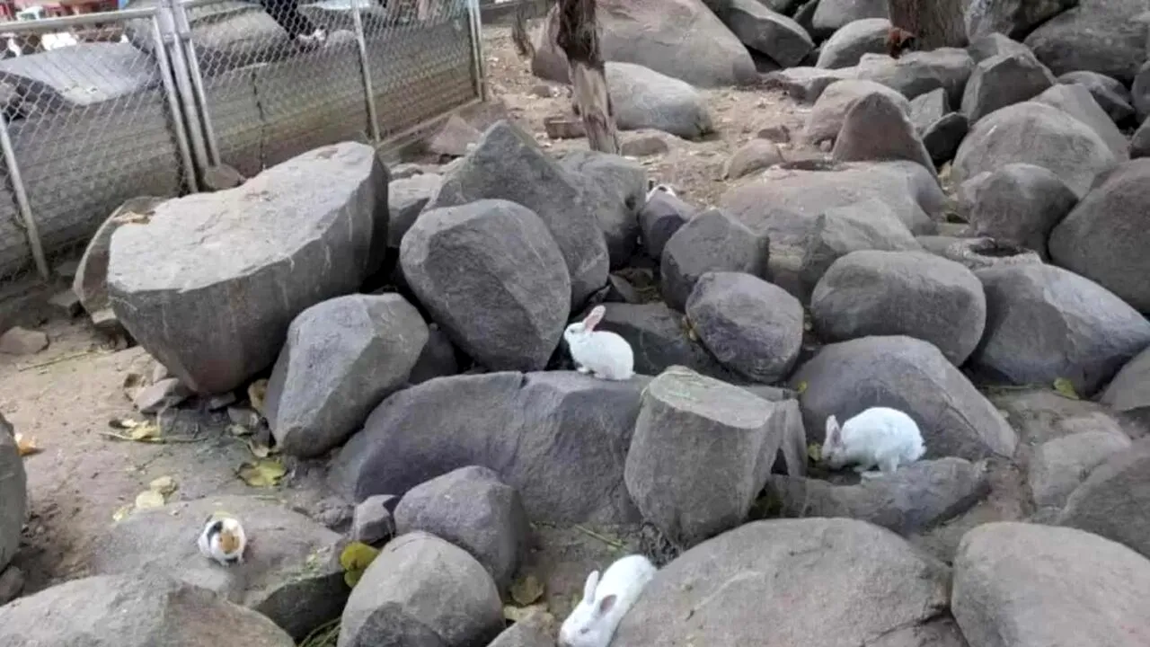 Iluzie optică virală | Ești un geniu? Găsește PORCUL ascuns în această poză, în doar 5 secunde!