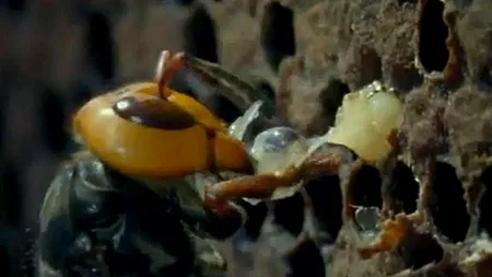 Probabil cele mai vechi dovezi de tratament stomatologic: un dinte spart vechi de 6500 de ani, plombat cu ceară de albine