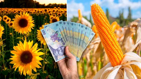 Guvernul modifică regulile privind despăgubirile pentru culturile de porumb și floarea soarelui afectate de secetă