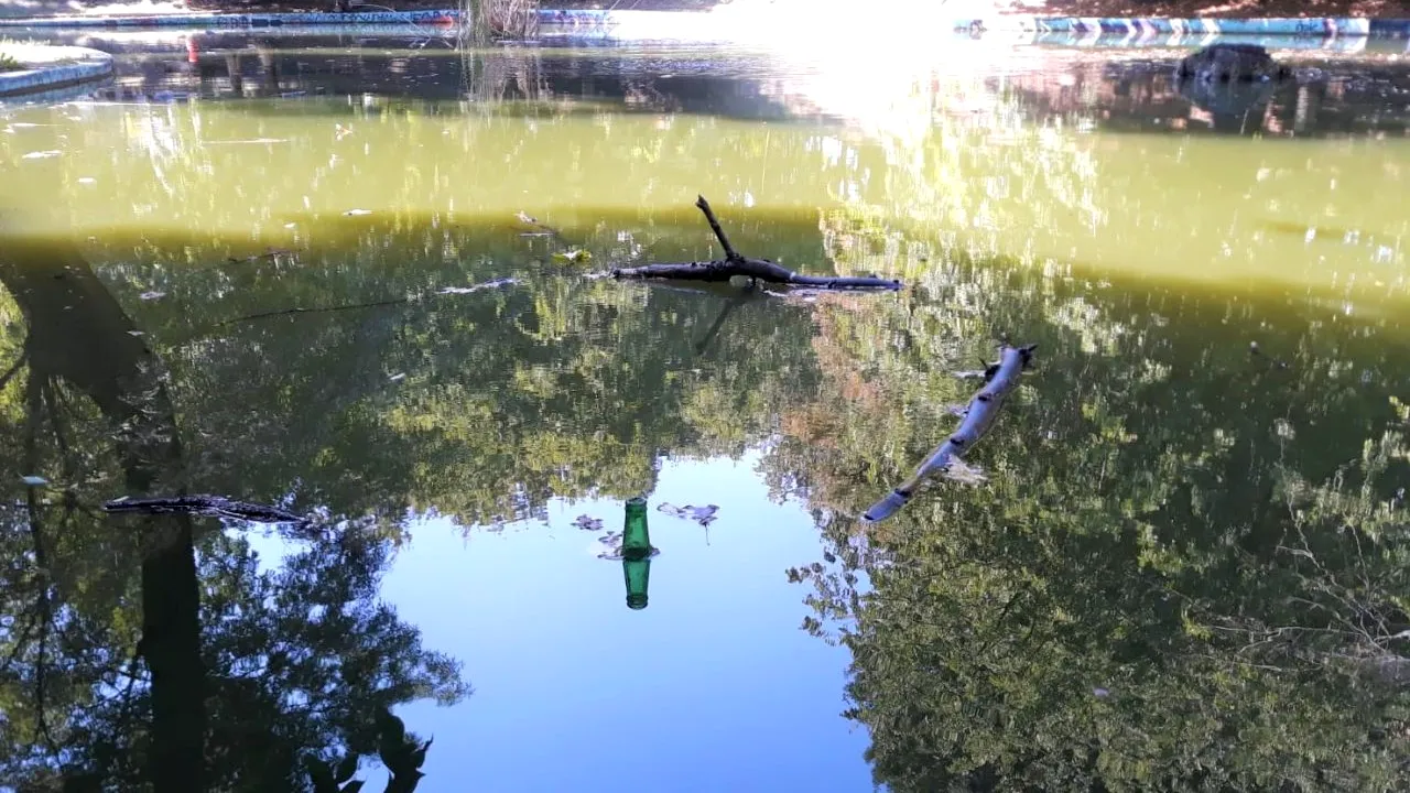 Porumbei morți plutesc pe lacul din Parcul Kiseleff, dar Clotilde Armand vrea și Cișmigiul. Dezastrul din parcurile Sectorului 1 | GALERIE FOTO