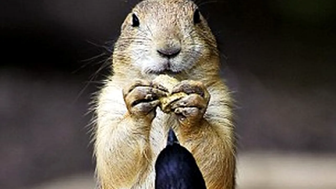 FOTO: Cine câștigă 