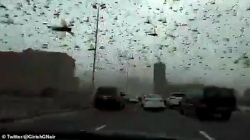 Imagini apocaliptice pe o autostradă din Bahrain. Un roi uriaș de lăcuste a făcut noapte în miezul zilei