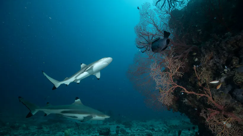 Shark Week, cu Jason Momoa, începe pe 24 iulie la Discovery Channel