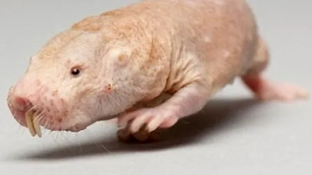 STUDIU. Animalul care i-ar putea ajuta pe cercetători să descifreze secretul longevității