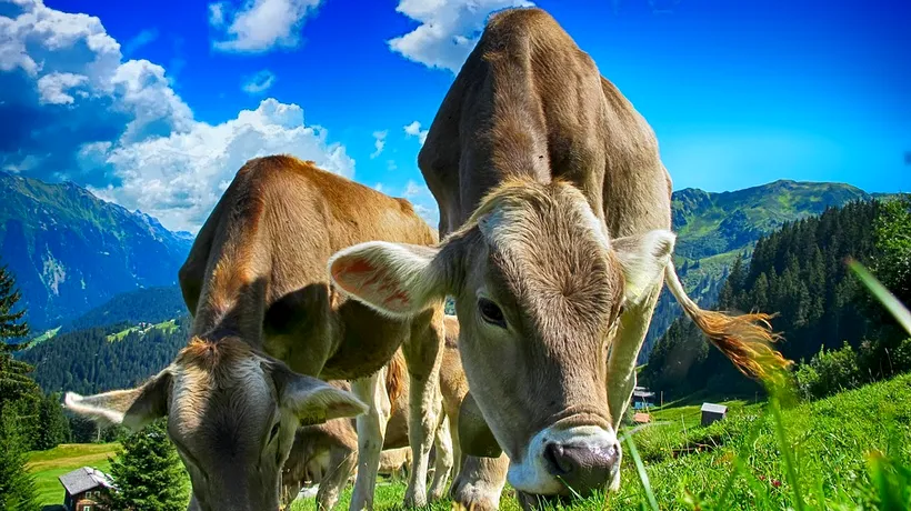 Vaca și tehnologia. Tehnologia 5G pătrunde și în ferme