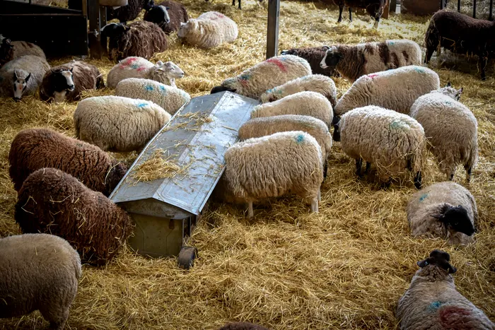 Peste 49 de milioane de lei de la APIA pentru crescătorii de animale. Pentru ce sunt destinați banii