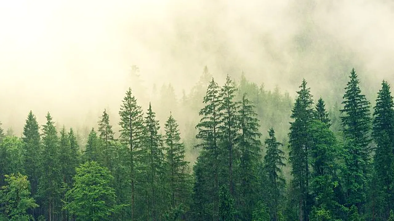 Studentă din SUA, găsită moartă într-o pădure din Rusia