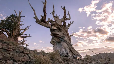 Arborele viu de 4.850 de ani. Metusala a supraviețuit piramidelor