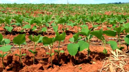 Plantele modificate genetic și schimbările climatice