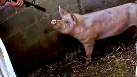 VIDEO: Înregistrarea care l-a trimis la închisoare pe un fermier britanic. IMAGINI ȘOCANTE