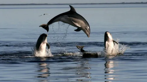 FOTO. Peste 10.000 de delfini sunt uciși anual doar pentru a fi folosiți ca momeală pentru rechini