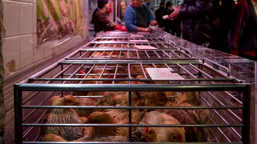 China a descoperit un focar de gripă aviară foarte periculoasă. Peste 4.500 de găini au murit la o fermă din cauza virusului, iar alte 18.000 de păsări au fost ucise preventiv