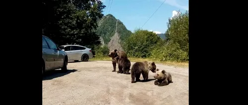Localnicii din Bușteni, avertizați prin mesaj RO-ALERT cu privire la existența unui urs în stațiune