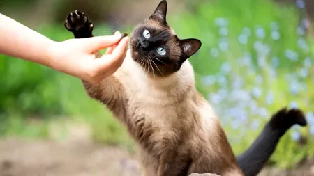 Pisicile cu cei mai fascinanți ochi. Cine conduce în clasamentul Fundației Mondiale a Animalelor