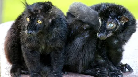 Țara care vrea să desființeze toate grădinile zoologice 