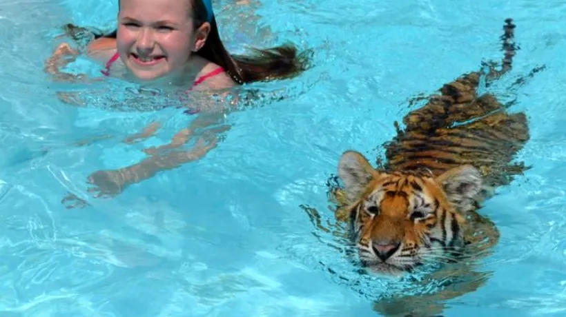 Cât costă să înoți alături de un tigru. GALERIE FOTO