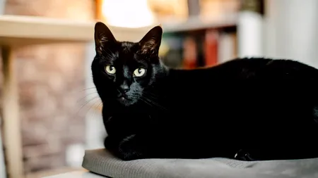 Medicii veterinari afirmă: Pisicile negre sunt asociate cu ghinionul, dar știința nu confirmă acest lucru. Ce mare avantaj au, de fapt