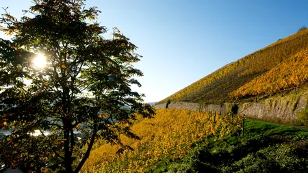 Consiliul Uniunii Europene a aprobat în UNANIMITATE un set de concluzii privind politica agricolă comună post-2027