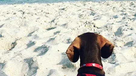 Lăsat în urmă din cauza Covid-19, un câine parcurge 10.000 de mile pentru a se alătura stăpânilor ei, după 5 luni de despărtire de proprietarii săi